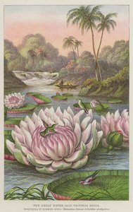 Wielka lilia wodna, Victoria Regia (rycina) autorstwa European School