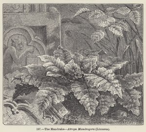 Mandragora, Atropa Mandragora, Linneusz (rycina) autorstwa European School