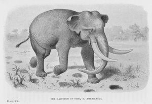 Mastodon z Ohio, M Americanus (lito) autorstwa European School
