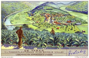 Plantacja tytoniu w dolinie Semois, Belgia (chromolitografia) autorstwa European School