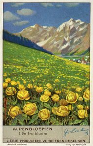 Trollius (globeflower) (chromolitho) autorstwa European School