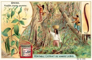 Wanilia (chromolitho) autorstwa European School