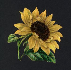 Skrawki wiktoriańskie: Słonecznik (chromolitho) autorstwa European School