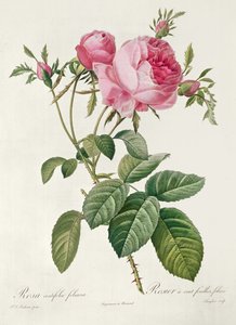 Teoria, les Roses, Rosa Centifolia Foliacea (litografia) autorstwa Eustache Hyacinthe Langlois