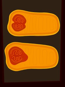 Butternut Squash (grafika cyfrowa) autorstwa Evan Sklar