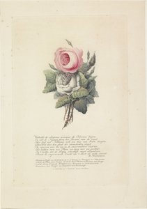 Róże z portretami sylwetki Wilhelma I Fryderyka, króla Holandii, Wilhelminy Prus, ich dzieci, matki i siostry