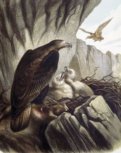 Orły z młodymi. Grawerunek według rysunku F.Padro.