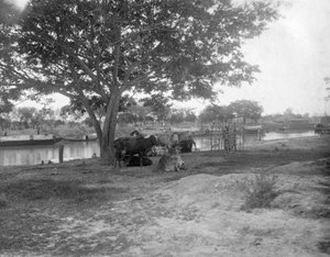 Bydło, Alipore, Indie, 1905-1906