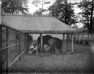 Słonie, Alipore, Indie, 1905-1906
