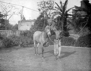 Mężczyzna z koniem, Alipore, Indie, 1905-1906