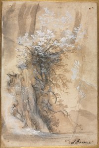 Kwitnący krzew nad zniszczonym brzegiem, 1565-1570. autorstwa Federico Barocci