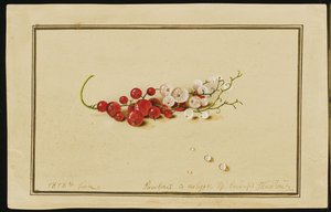 Czerwone i Białe Porzeczki, 1818