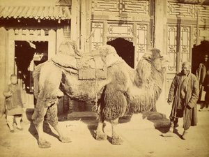 Wielbłąd dwugarbny z przewodnikiem, ok. 1860 (fotograwiura) autorstwa Felice Beato