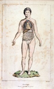 Ilustracja anatomiczna autorstwa F. E. Guerin. Z Dictionnaire pittoresque d