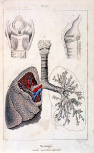 Ilustracja anatomiczna autorstwa F. E. Guerin. Z Dictionnaire pittoresque d