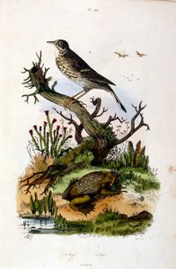 Ilustracja botaniczna i zoologiczna autorstwa F. E. Guerin. Z Dictionnaire pittoresque d