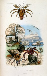 Ilustracja botaniczna i zoologiczna autorstwa F. E. Guerin. Z Dictionnaire pittoresque d