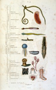 Ilustracja botaniczna i zoologiczna autorstwa F. E. Guerin. Z Dictionnaire pittoresque d