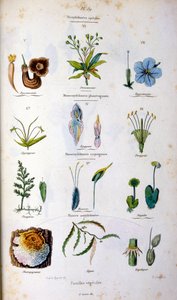 Ilustracja botaniczna i zoologiczna autorstwa F. E. Guerin. Z Dictionnaire pittoresque d