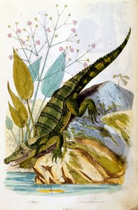 Ilustracja botaniczna i zoologiczna autorstwa F. E. Guerin. Z Dictionnaire pittoresque d