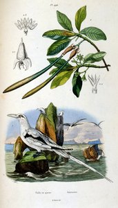 Ilustracja botaniczna i zoologiczna autorstwa F. E. Guerin. Z Dictionnaire pittoresque d