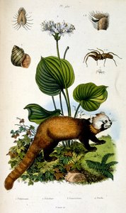 Ilustracja botaniczna i zoologiczna autorstwa F. E. Guerin. Z Dictionnaire pittoresque d