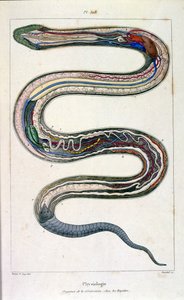 Ilustracja botaniczna i zoologiczna autorstwa F. E. Guerin. Z Dictionnaire pittoresque d