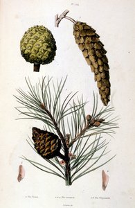 Ilustracja botaniczna i zoologiczna autorstwa F. E. Guerin. Z Dictionnaire pittoresque d