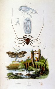 Ilustracja botaniczna i zoologiczna autorstwa F. E. Guerin. Z Dictionnaire pittoresque d