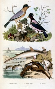 Ilustracja botaniczna i zoologiczna autorstwa F. E. Guerin. Z Dictionnaire pittoresque d