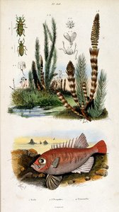 Ilustracja botaniczna i zoologiczna autorstwa F. E. Guerin. Z Dictionnaire pittoresque d