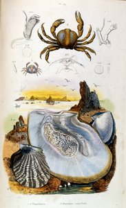 Ilustracja botaniczna i zoologiczna autorstwa F. E. Guerin. Z Dictionnaire pittoresque d