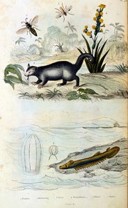 Ilustracja botaniczna i zoologiczna autorstwa F. E. Guerin. Z Dictionnaire pittoresque d