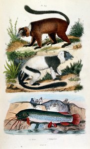 Ilustracja botaniczna i zoologiczna autorstwa F. E. Guerin. Z Dictionnaire pittoresque d