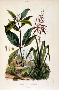 Ilustracja botaniczna autorstwa F. E. Guerin. Z Dictionnaire pittoresque d