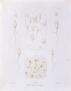 Płyn nasienny, z Theorie Positive de lOvulation Spontanee et de la Fecondation des Mammiferes et de lEspece Humaine autorstwa Felix-Archimede Pouchet (1800-72), ryty przez Oudeta, Paryż, 1847 (kolor eng. autorstwa Felix Archimede Pouchet