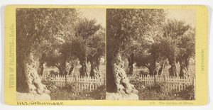 Der Garten der Oliven, Jerusalem, Nr. 576 aus der Serie "Ansichten von Palästina"