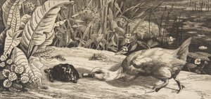 Nieznane, 1862. autorstwa Felix Bracquemond