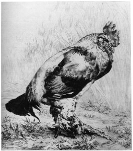 Kogut, ok. 1850-1910, 1924.