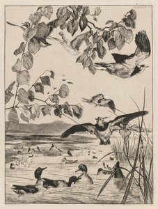 Czajki i Cyraneczki, 1862. autorstwa Felix Bracquemond