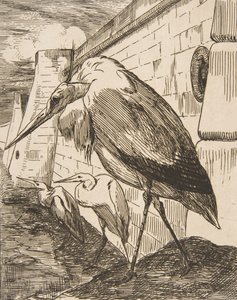 Bociany, lata 70., 1870. autorstwa Felix Bracquemond