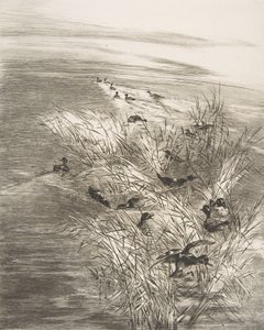 Stroiki i cyraneczki, 1882. autorstwa Felix Bracquemond