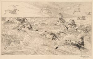 Mewy autorstwa Felix Bracquemond