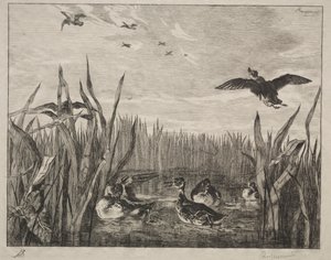 Turkusowy, 1853. autorstwa Felix Bracquemond
