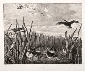 Cyraneczki, 1853 wydrukowane 1864. autorstwa Felix Bracquemond