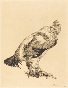 Stary Kutas autorstwa Felix Bracquemond