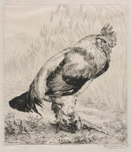 Stary Kutas autorstwa Felix Bracquemond