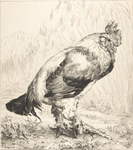 Stary kogut, 1882. autorstwa Felix Bracquemond