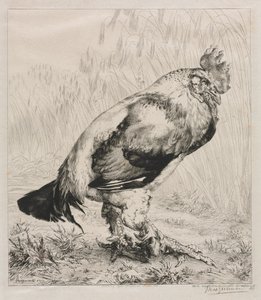 Stary kogut, 1882. autorstwa Felix Bracquemond