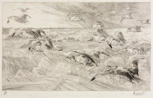 Mewy, c. 1880. autorstwa Felix Bracquemond